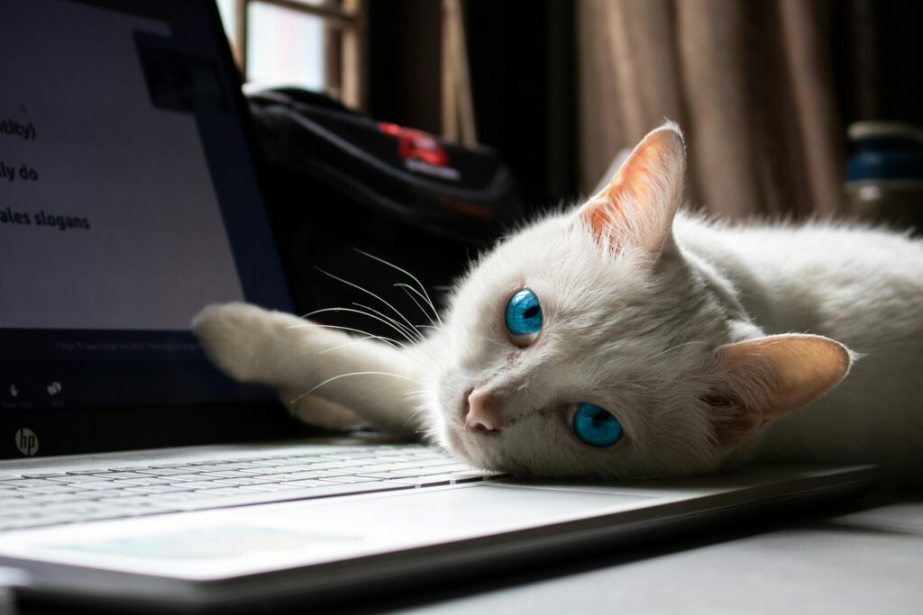 Pisică albă cu ochi albaștri pe un laptop, ilustrând microciparea pisicilor și pașaportul pentru animale