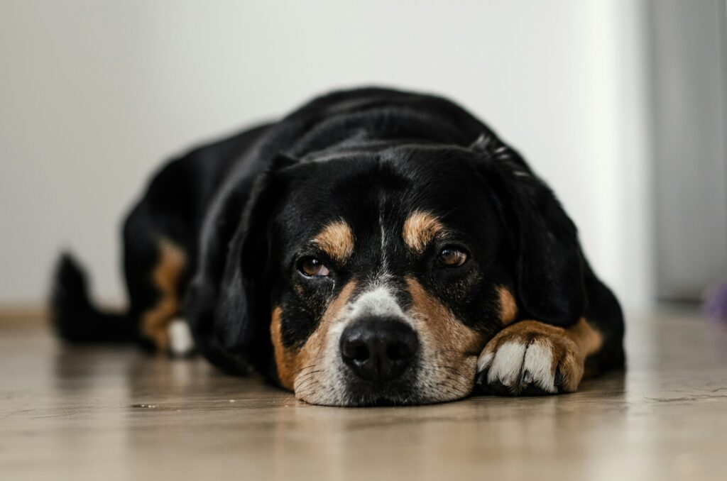 Câine negru cu pete maro, apatic, întins pe podea, unul dintre semnele unei urgențe veterinare
