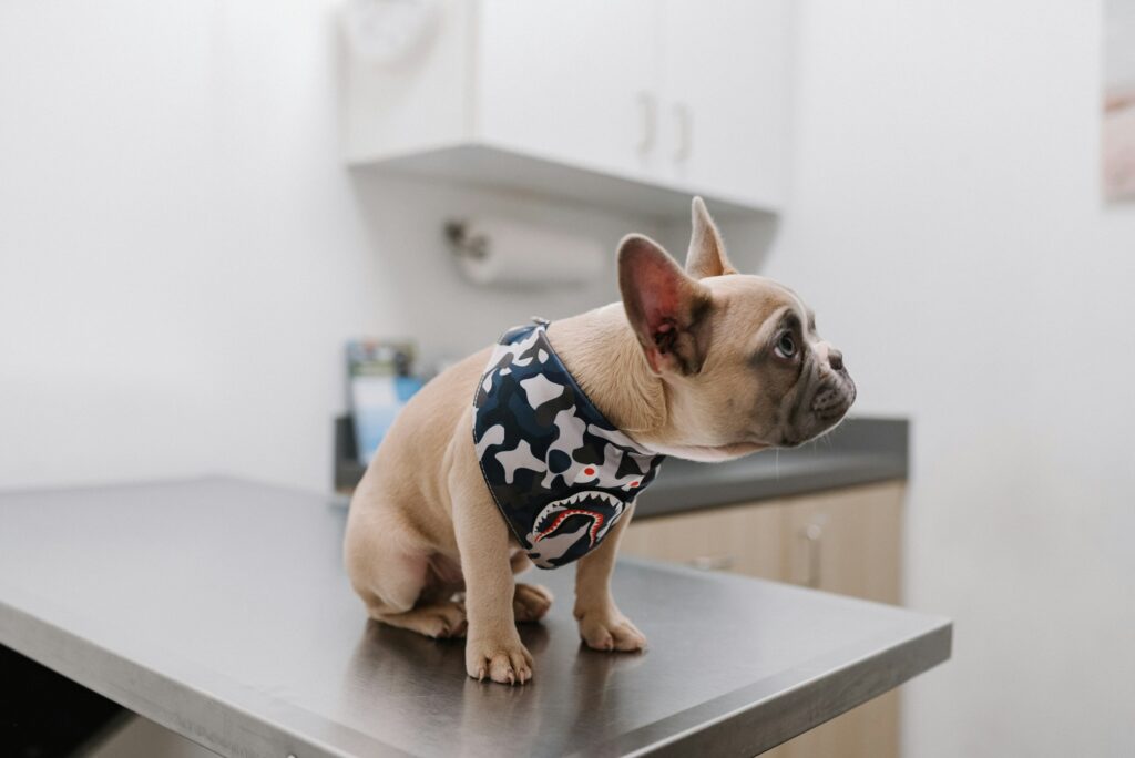 Cățel bulldog francez cu bandană, pe masa de consultație a cabinetului veterinar, înainte de vaccinare