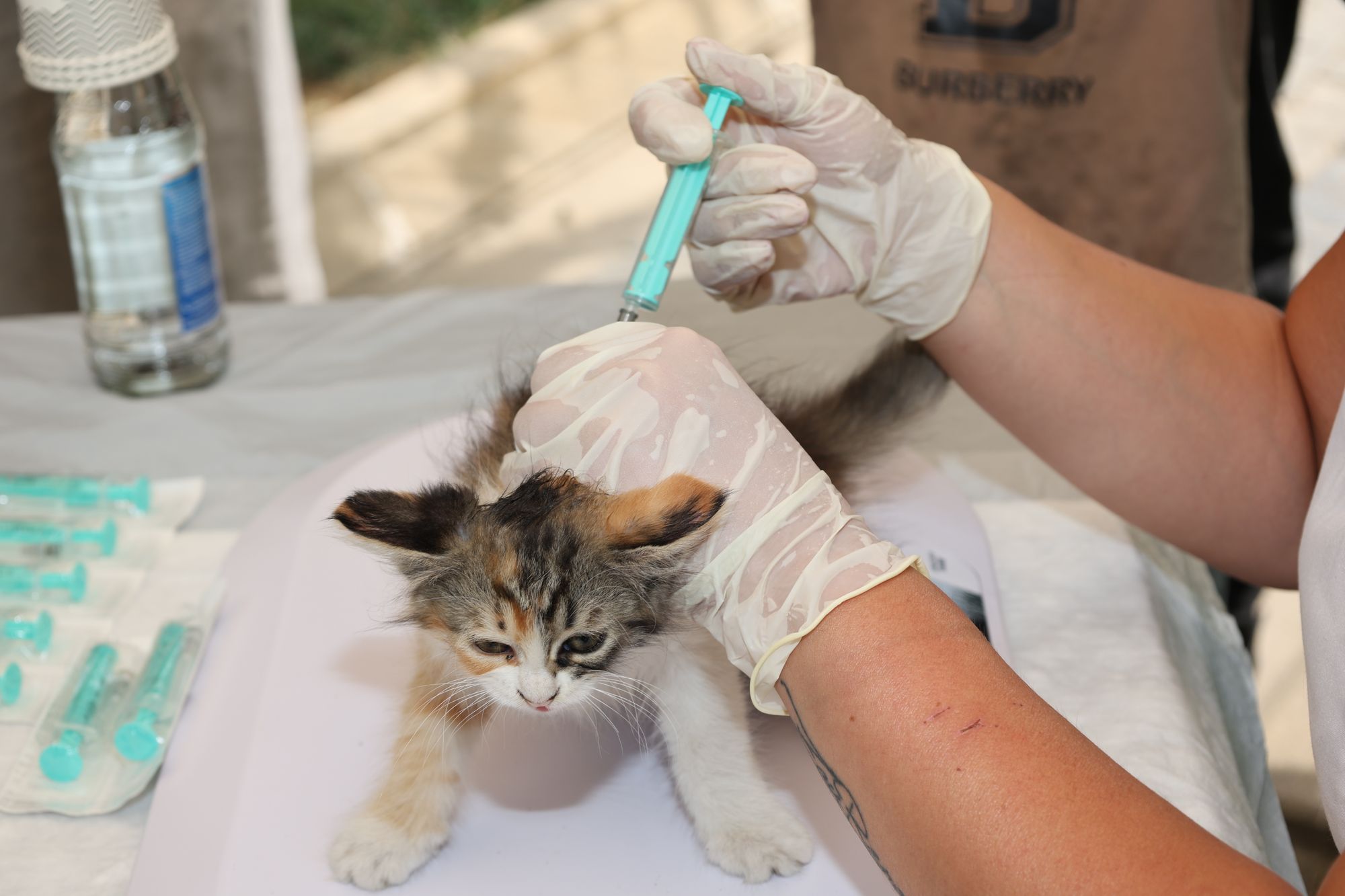 Pui de pisică tricolor vaccinat de medicul veterinar cu o seringă, la vaccinarea pisicilor