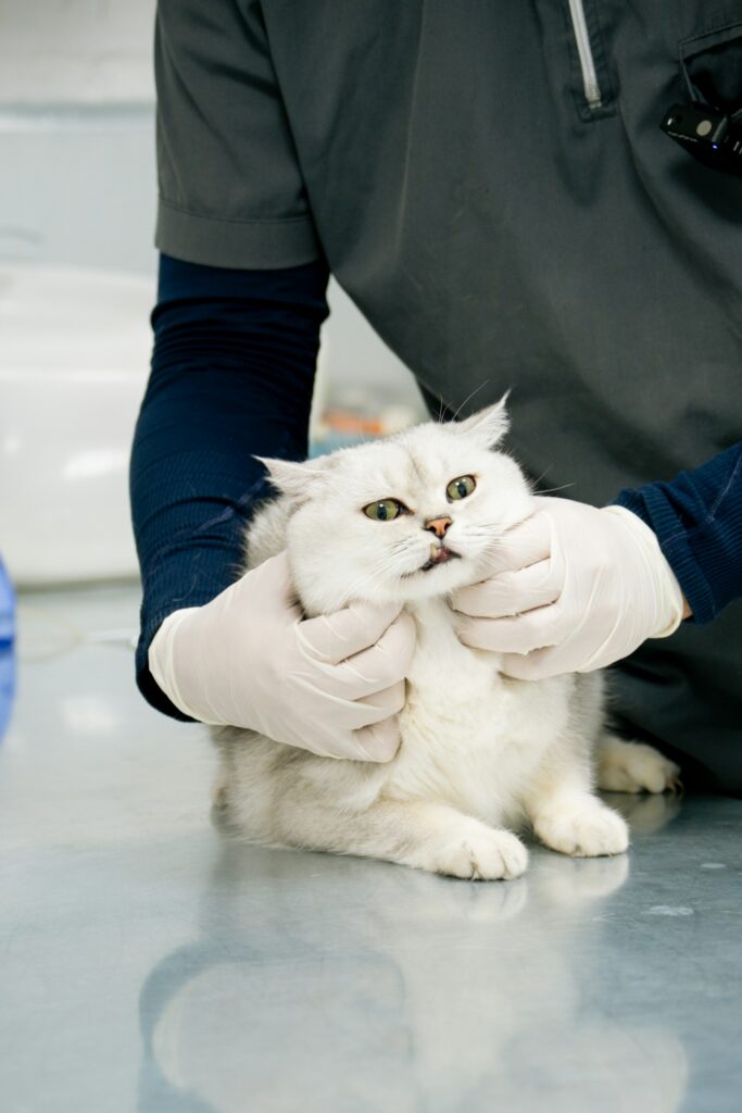 Medic veterinar examinând o pisică albă pe masa de consultație